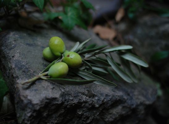 Bio Oliven grün
